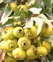 AZZERUOLO (varietà a frutto giallo)