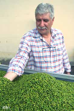 Nino Prestianni, presidente della Cooperativa di produttori Smeraldo, controlla il "suo" pistacchio pelato