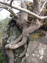 L'albero nella roccia