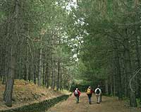 Escursionisti in una pista della Pineta Saletti