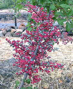 LE DRUPE DEL TEREBINTO