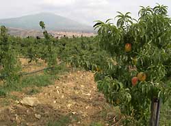 Un pescheto ai piedi di Bronte e dell'Etna
