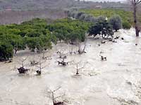 Aranceto devastato dalla furia delle acque